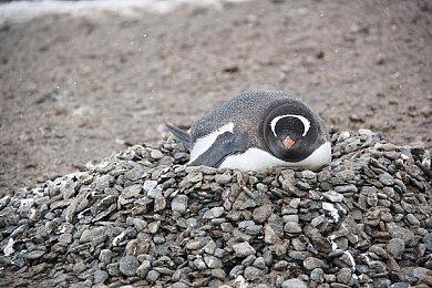 传闻：任天堂将在今年增加Switch的产量