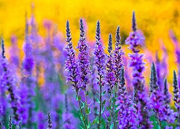 《拳皇15》全新预告及截图 安东诺夫强势登场